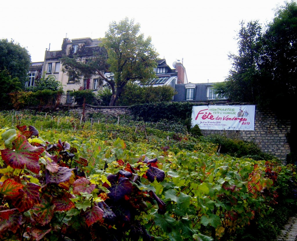 Vineyards of Montmartre -- Photo courtesy of M. Schuermann