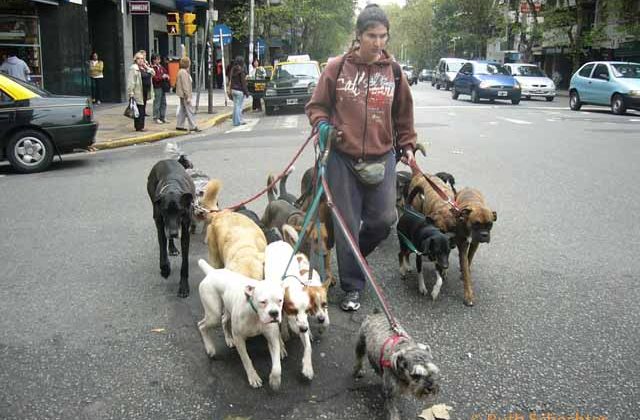 Dog walker in Buenos Aires, Argentina
