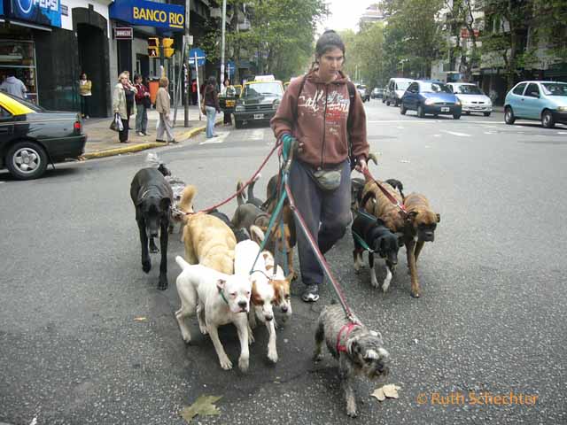 Watching the Dog Walkers in Buenos Aires