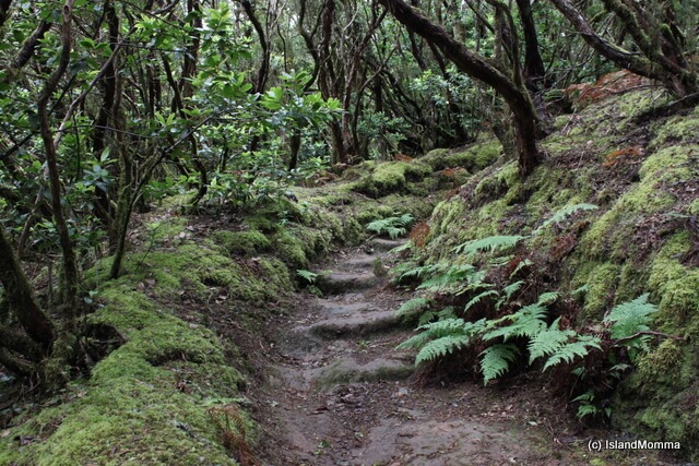 "Anaga Forest in Tenerife"