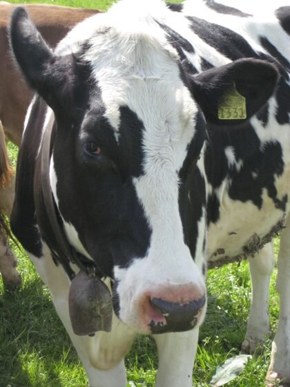 Nancy D. Brown loves cows from Switzerland -- cheese, chocolate & cow bells