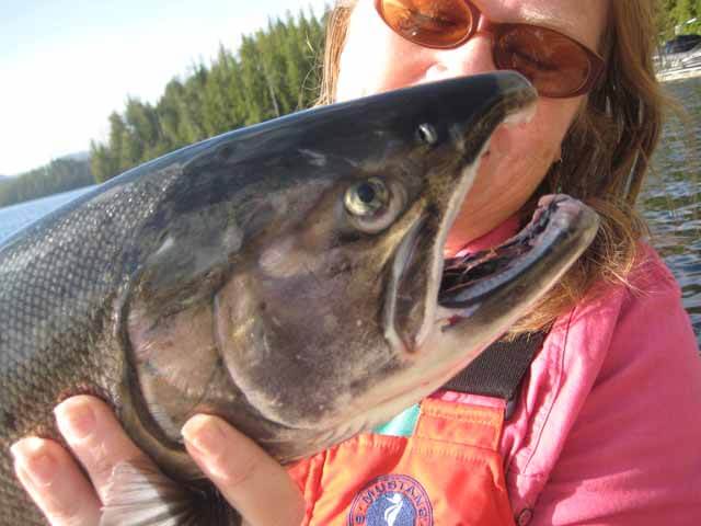 Coho caught by Nancy D. Brown, West Coast Fishing Club, situated on Langara Island, in Haida Gwaii, British Columbia