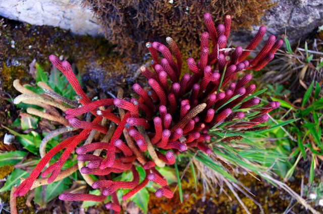 Colorful and unusual vegetation on a hiking trail in Colombia