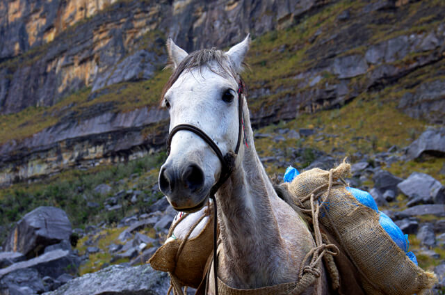 Horse carrying a load of potatoes led to a very remote mountain village, Colombia