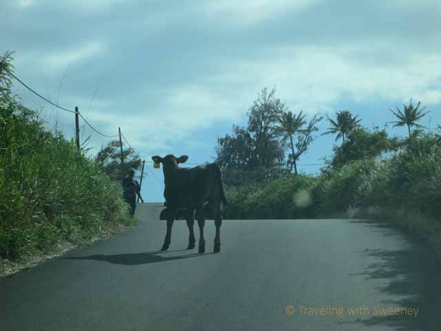 Maui Road Trip: Running of the Bulls