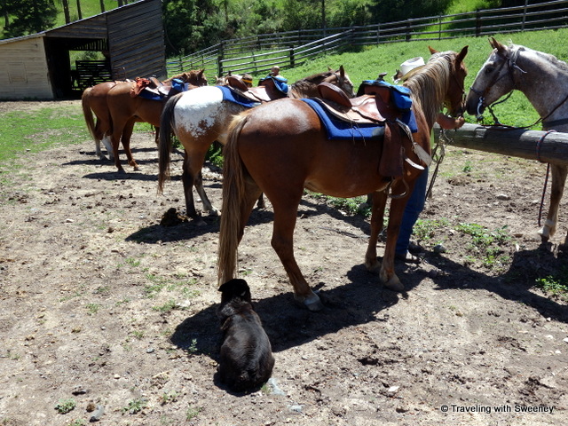 Saddle Up! Horseback Riding in Montana