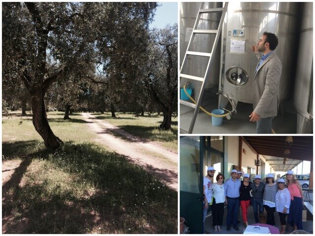 Olive harvest and tour of mill in Puglia - Photos by Victoria De Maio