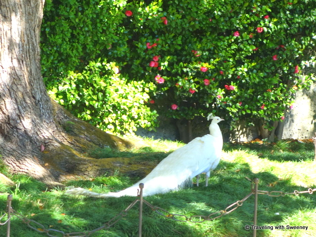 Lake Maggiore Gardens - White peacocks freely roam the gardens of Isola Bella on Lake Maggiore