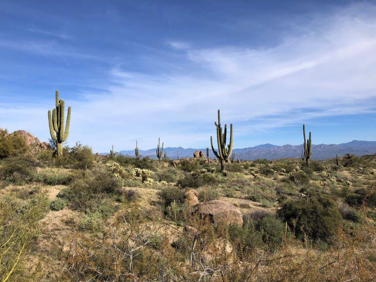 Mountain vista and saguaros seen along the Marcus Landslide Interpretive Trail at Tom's Thumb Trailhead in Scottsdale, Arizona