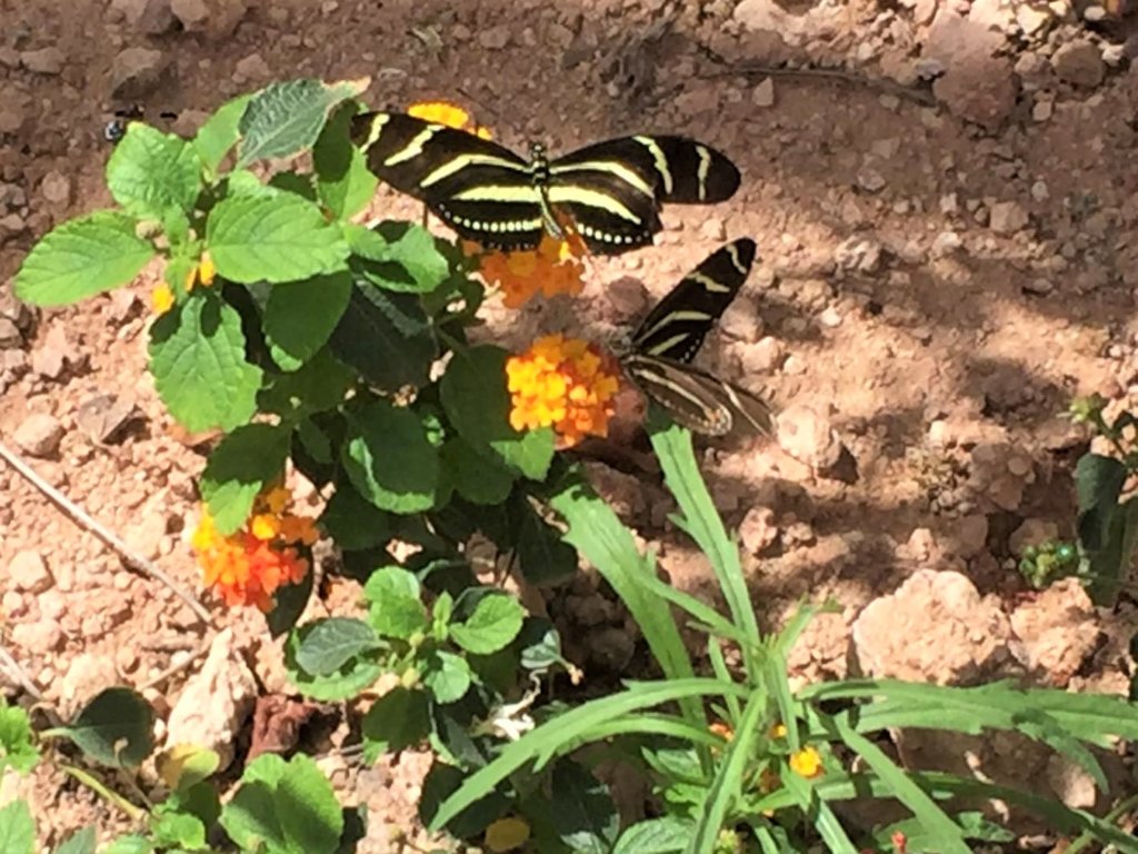 Butterflies on plants at the Desert Botanical Garden in Phoenix, Arizona