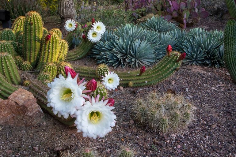 Beautiful white blooms on cacti seen along the trails of the Desert Botanical Garden in Phoenix, Arizona -- Photo courtesy of Desert Botanical Garden