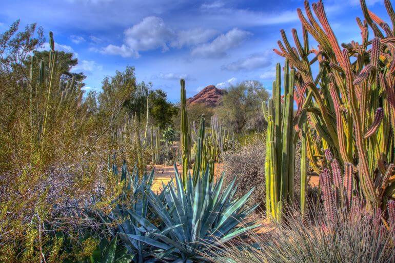 Cacti and vistas at the Desert Botanical Garden of Phoenix, Arizona -- Photo courtesy of Desert Botanical Garden