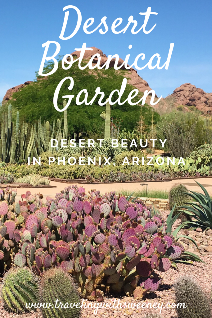 Desert flora along the trails of the Desert Botanical Garden in Phoenix, Arizona