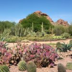 Trails of Desert Botanical Gardens in Phoenix, Arizona