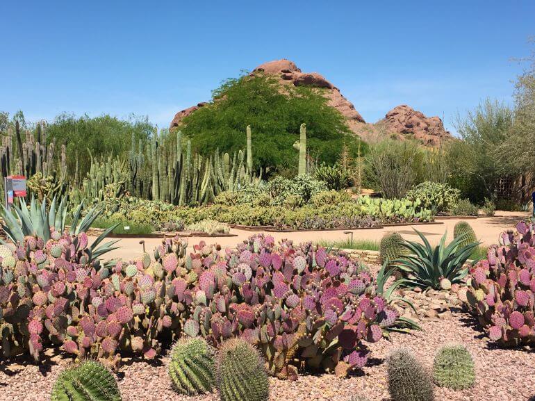 Trails of Desert Botanical Gardens in Phoenix, Arizona