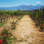Crete wine country -- Lyrarakis Winery