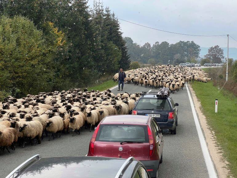 Sheep being herded through traffic somewhere on the highway in Bosnia