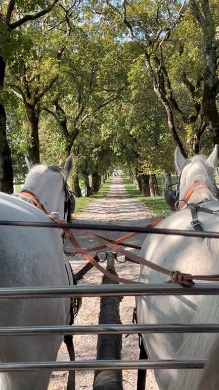 Carriage led by Lippizan horses on a tree-lined lane at Lipica Stud Farm in Slovenia