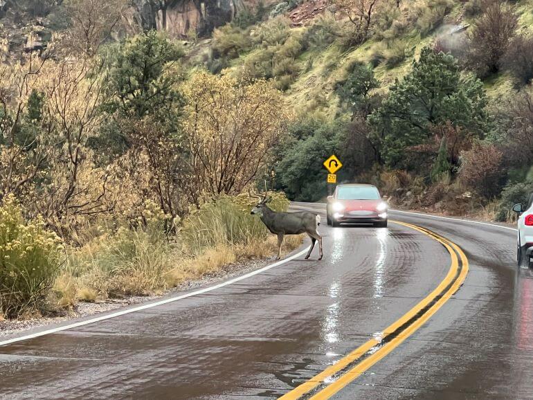 Deer on the road in Zion National Park