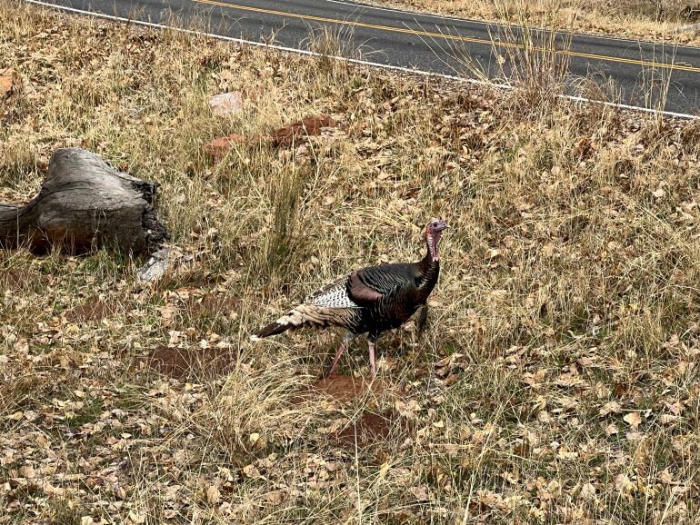 Wild turkey sighting at Zion Lodge at Zion National Park, Utah