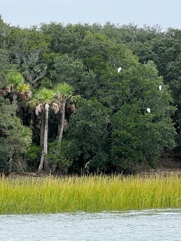 Birds in the trees of the Low Country marshlands near Charleston, South Carolina