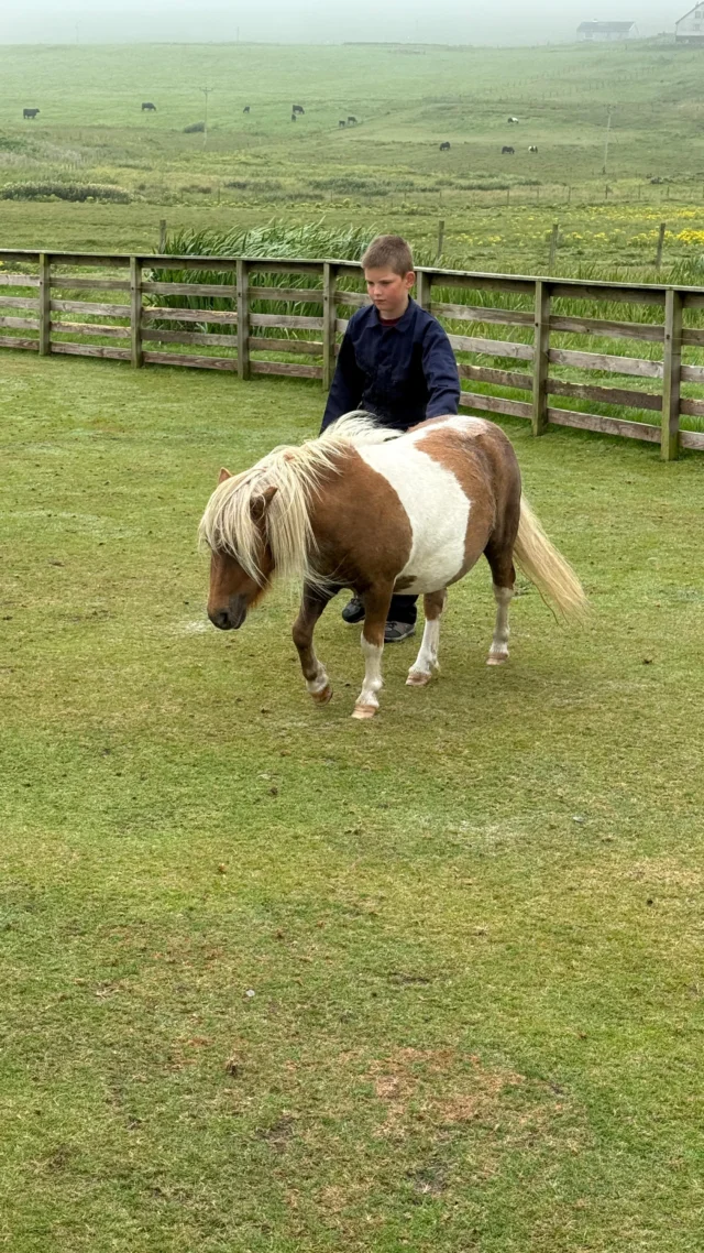 Hanging out with the sweet Shetland ponies on the Shetland Islands of Scotland on a British Isles cruise shore excursion. #myvikingstory #travelgram #shoreexcursion #travelblogger #scotland #shetlandpony #vikingcruises